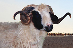 Kulu'da kurban uyarısı