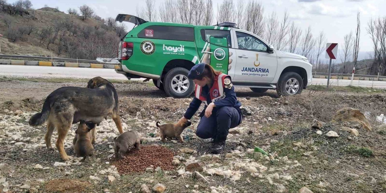 Jandarma ekipleri Sokak Hayvanlarını Koruma Günü’nde hayvanları unutmadı