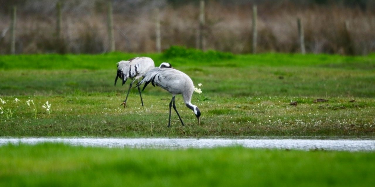 Turnalar, yeni yuvalarında incelendiler