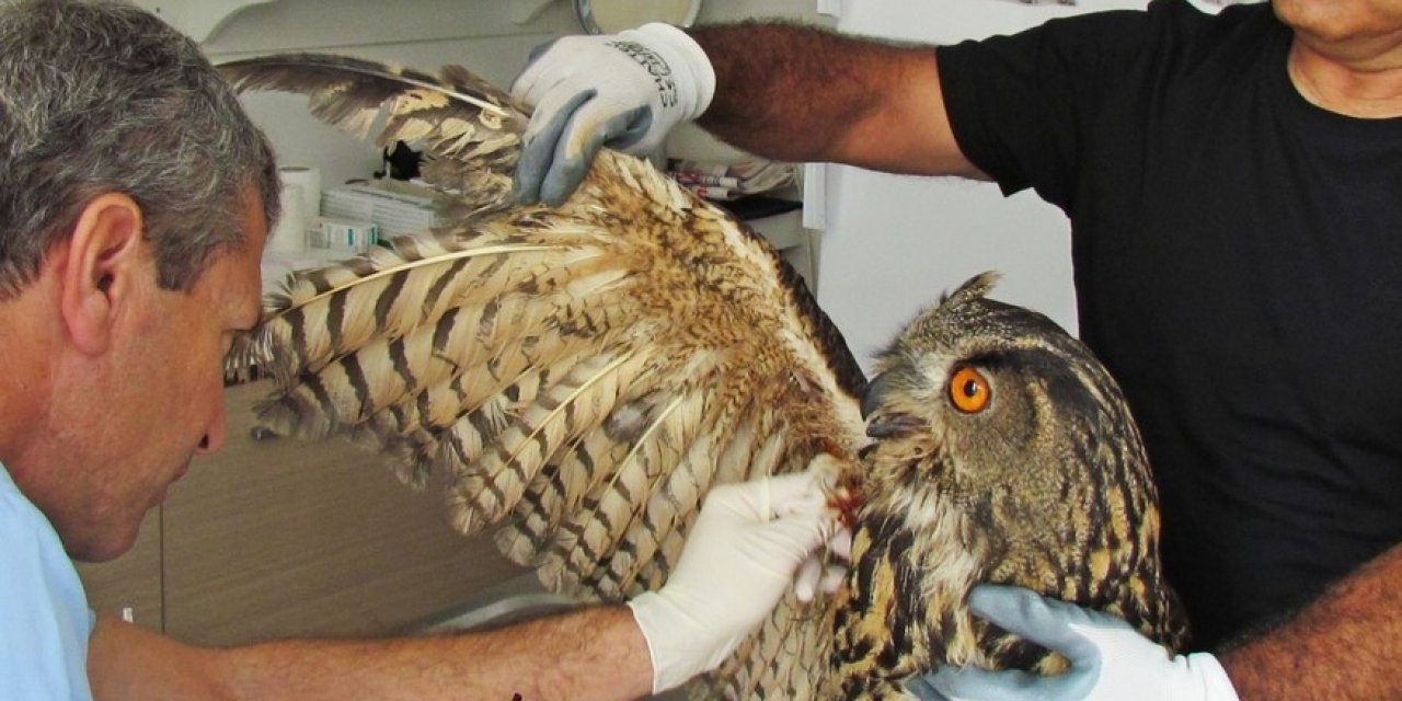 Kuşadası’nda 1 baykuş ölü, 2 atmaca yaralı olarak bulundu