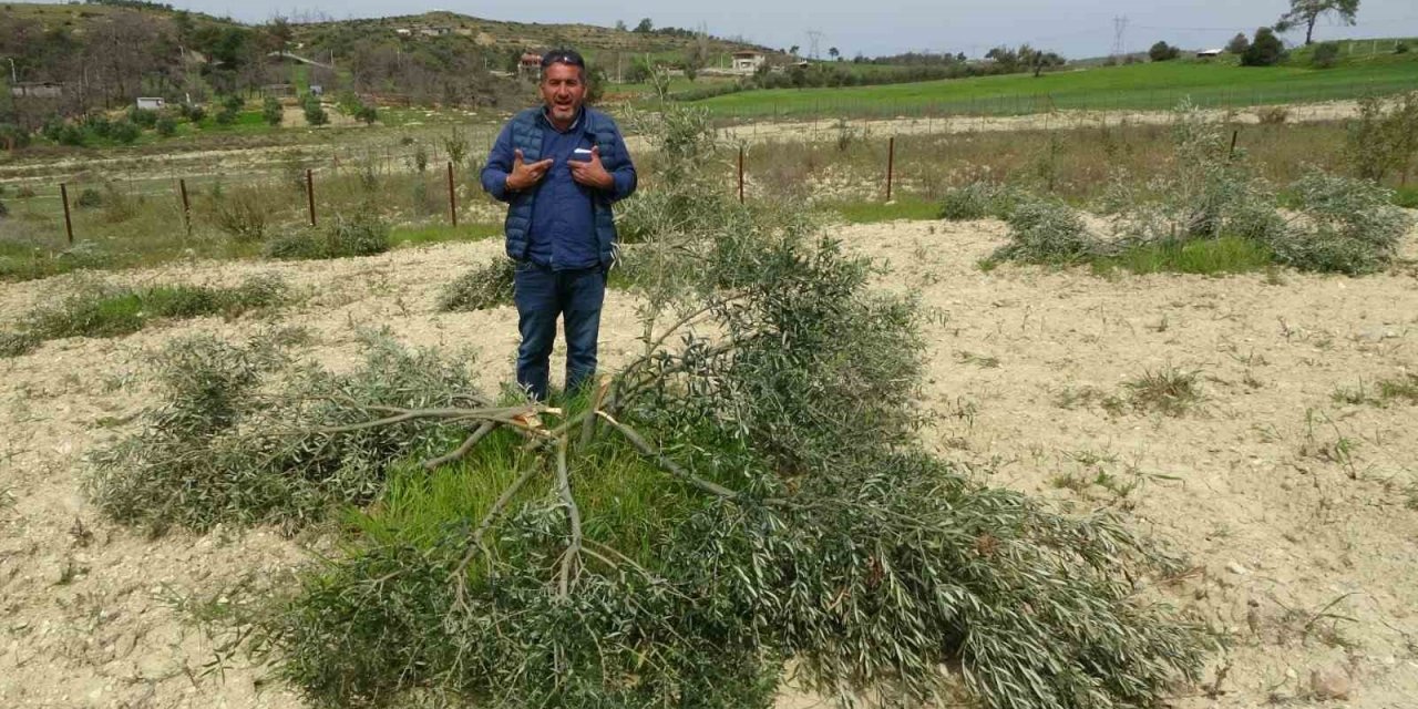 3 dönüm üzerinde bulunan 95 adet zeytin ağacını kesip katlettiler