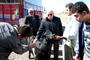 Üç boynuzlu kurbanlık keçi