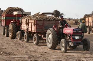 Şeker pancarı taşıyan traktörler takip altında
