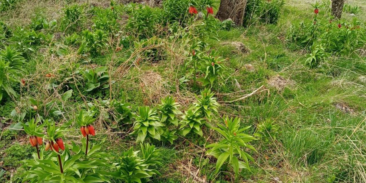 Sadece 20 gün yaşıyor, koparmanın cezası 244 bin lira