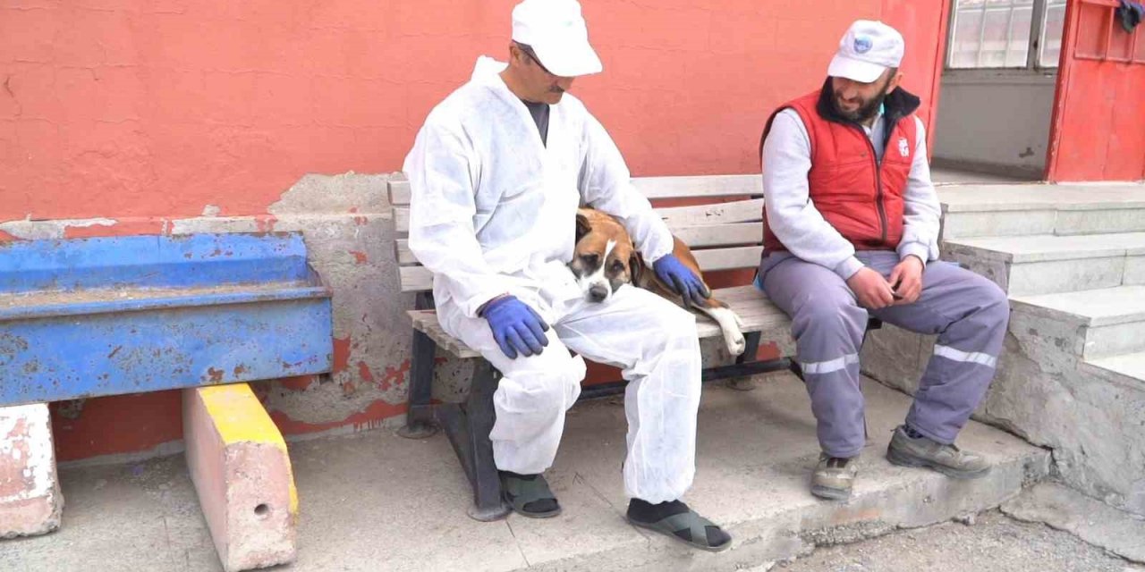 Büyükşehir Geçici Köpek Bakım Evi, depremzede hayvanlara ev sahipliği yapıyor