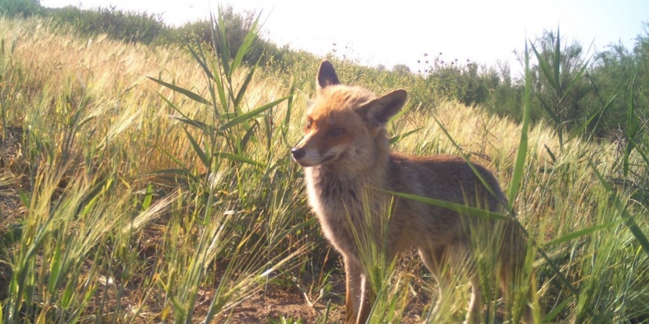 Manisa’daki fotokapan görüntüleri belgeselleri aratmadı