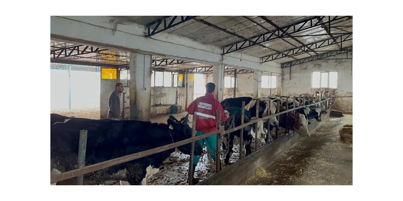 Sandıklı’da büyükbaş hayvanlara aşılama çalışması sürüyor