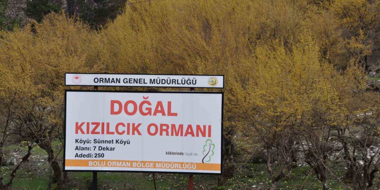 Kızılcık ağaçları sapsarı çiçek açtı