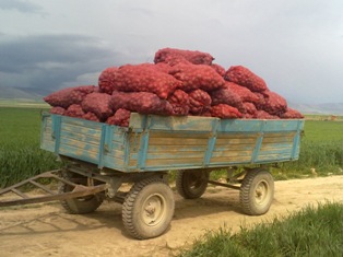 Tuzlukçu'da patates yüz güldürüyor