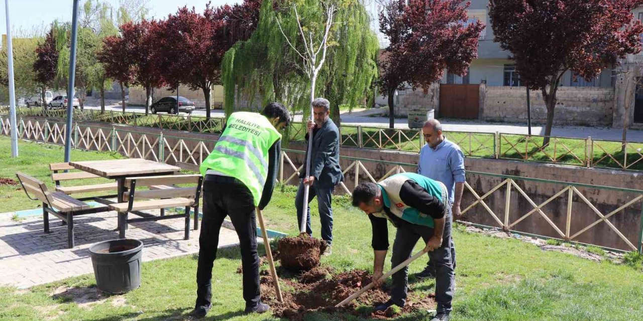 Haliliye Belediyesi parkları yaza hazırlıyor