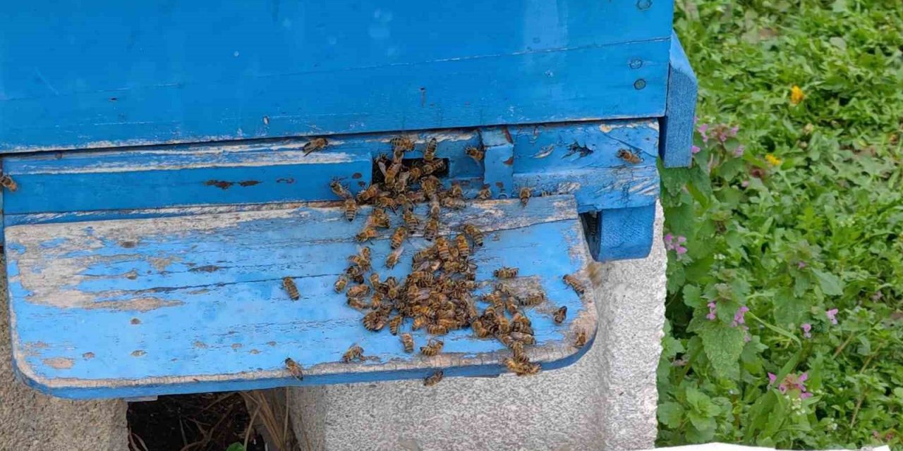 Bursa’da toplu arı ölümleri