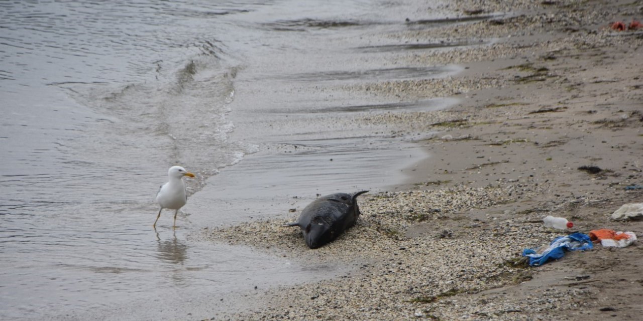 Sinop’ta ölü yunus kıyıya vurdu