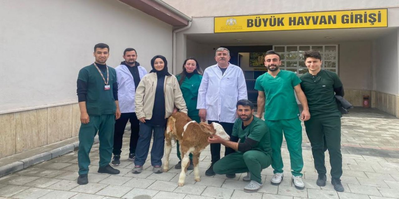 Konya'da sindirim problemi yaşayan 2 günlük buzağı sağlığına kavuşturuldu