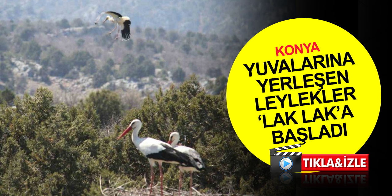 Konya Leylekler Vadisi ve Leylekler Tepesi sakinleri yuvalarını doldurdu! Bu yıl sayıları arttı