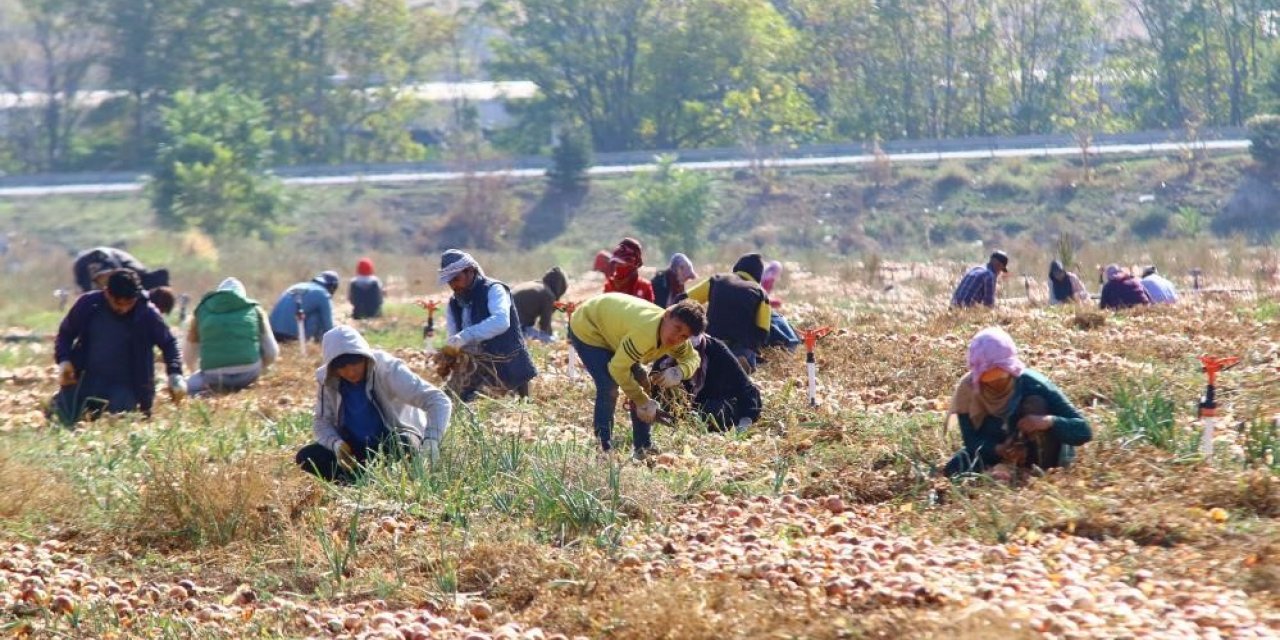 Hasadın artmasıyla soğan fiyatlarının düşmesi bekleniyor
