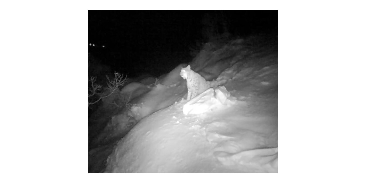 Kırmızı listedeki vaşağın eşine seslenmesi fotokapanda