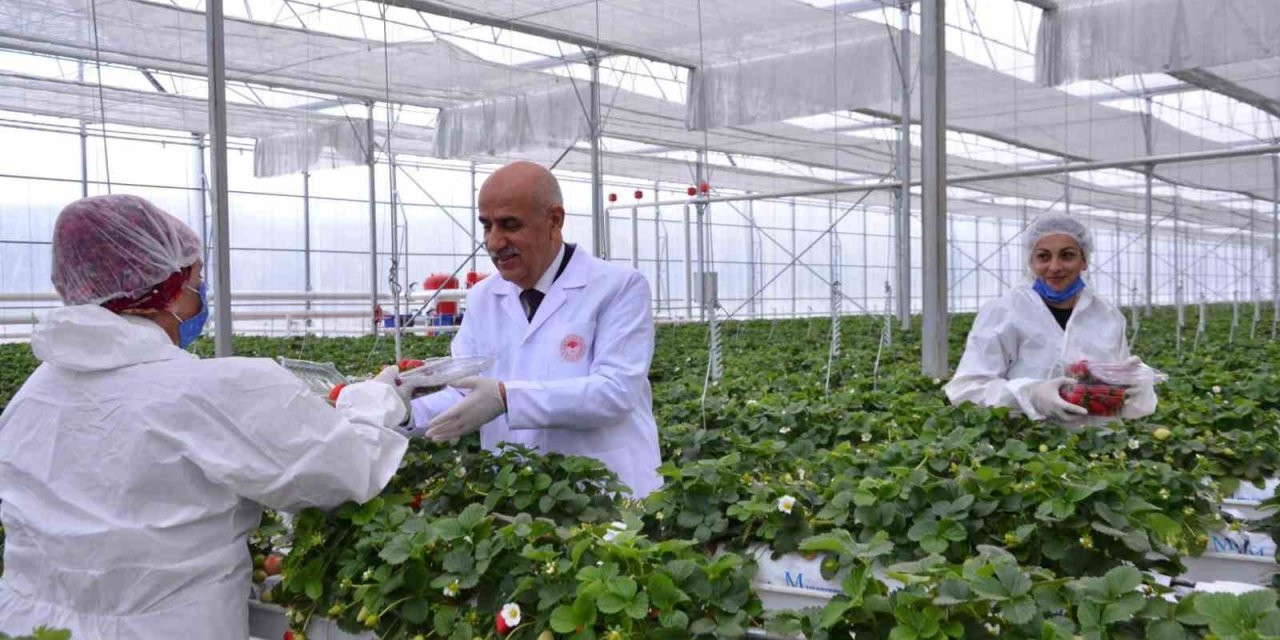 Bakan Kirişci, Denizli’nin çilek ve domates seralarını inceledi