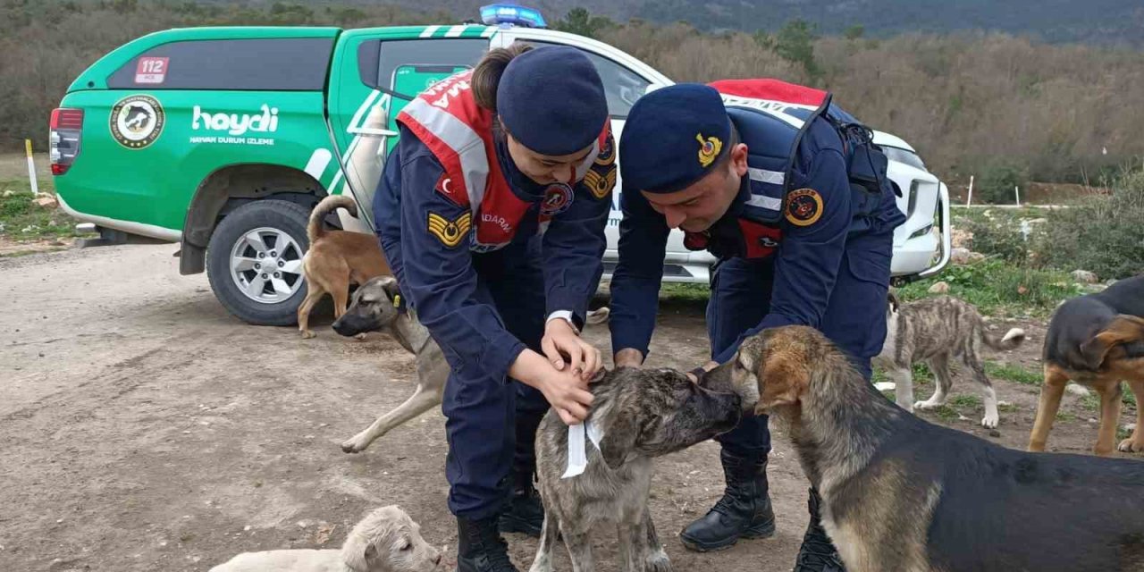 Jandarma sokak hayvanlarına reflektif tasma taktı
