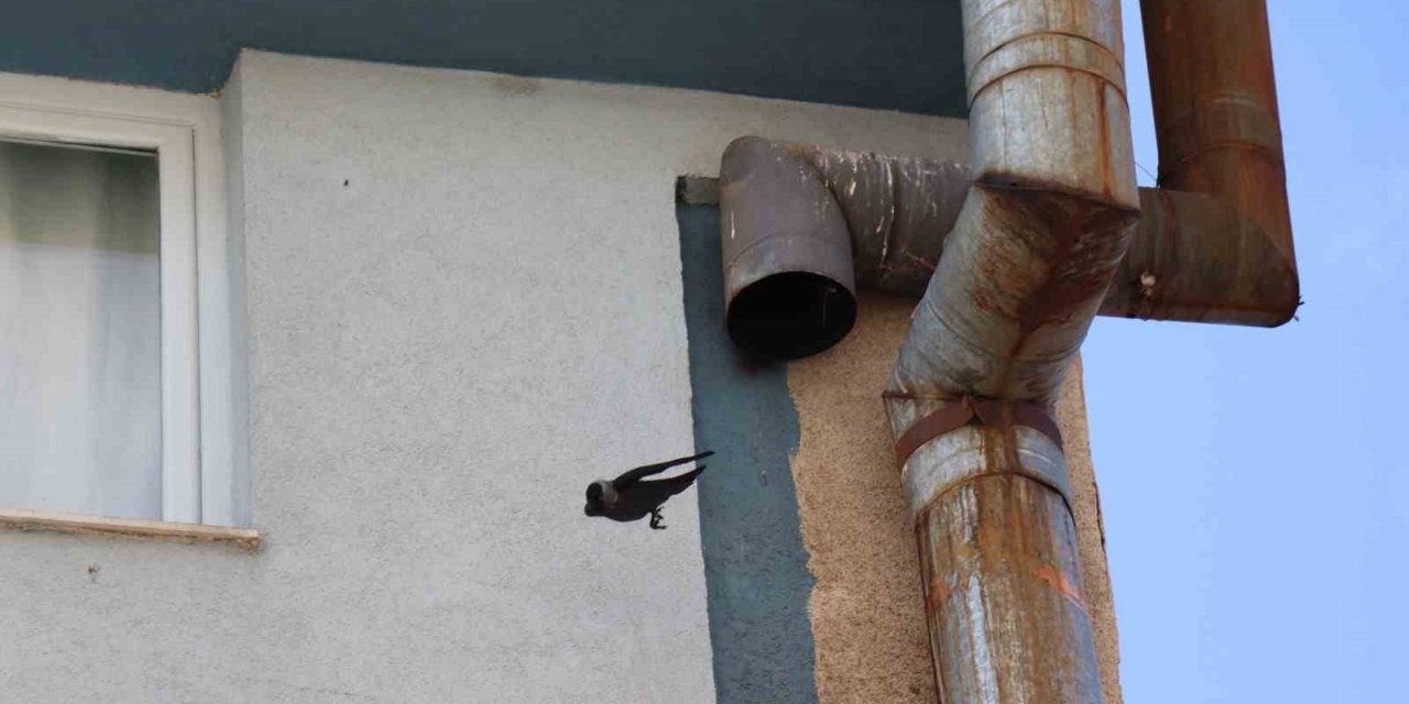 Kargaların baca borusunda yuva yapma seferberliği