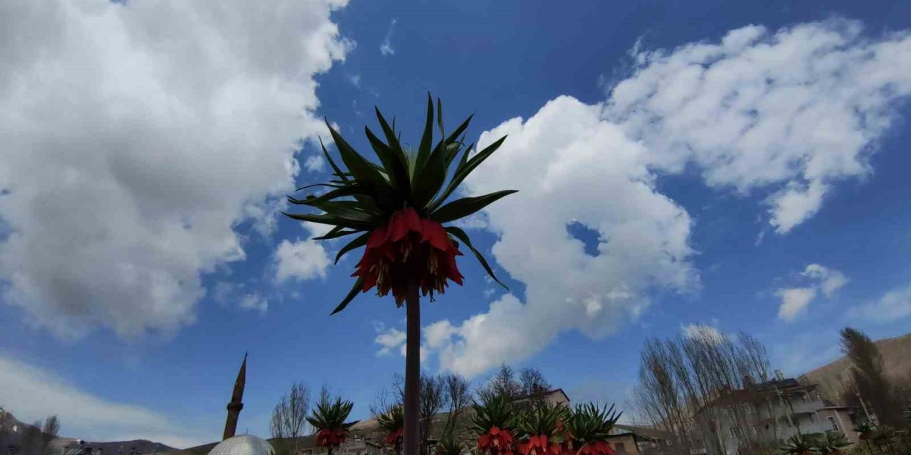 Ters lale koparanlara 244 bin 314 lira ceza