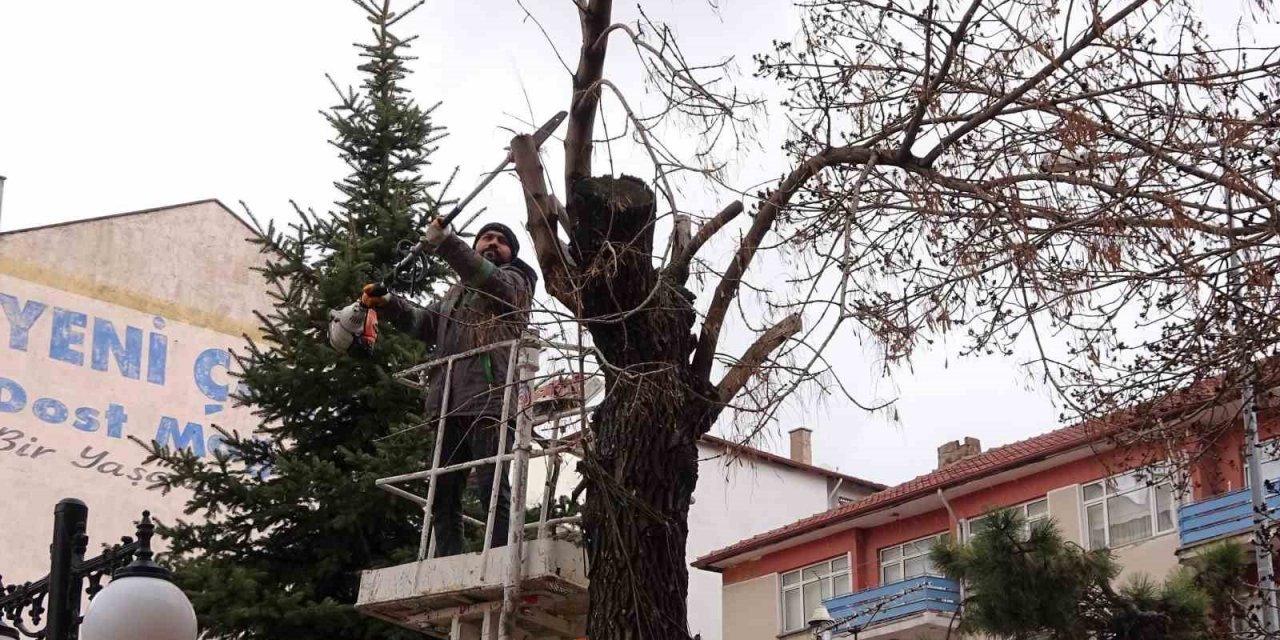 Yozgat Belediyesi ağaçlara bahar bakımı yapıyor