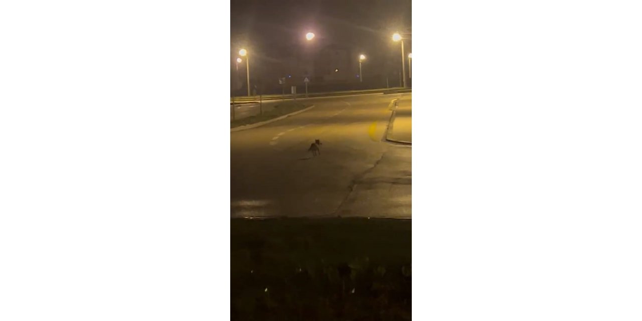 Aç kalan tilki Bolu sokaklarına indi