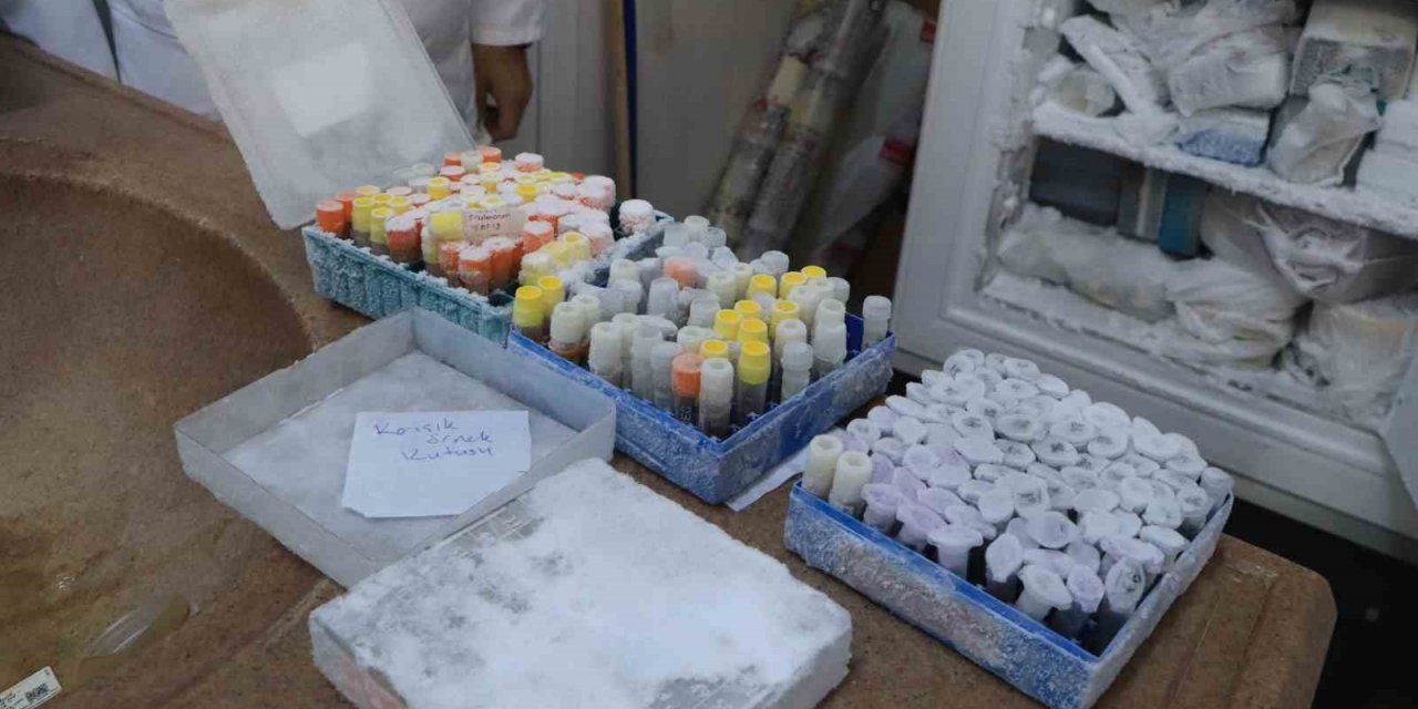 Türkiye için çok önemli bir mantar koleksiyonu: 25 yılda doğadan toplandı