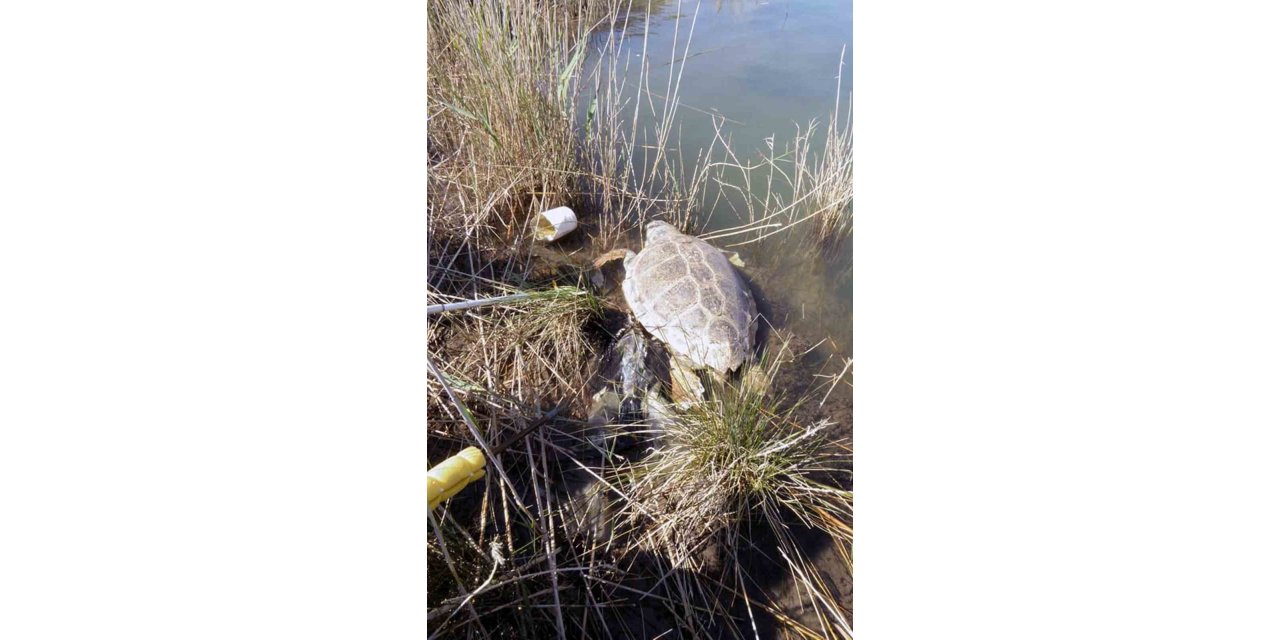 Deniz kaplumbağaları hakkında ürküten araştırma