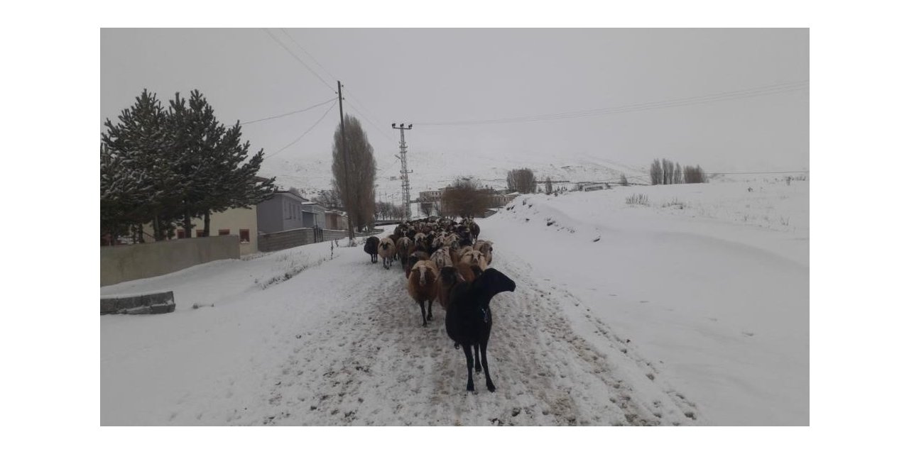 Kar yağışı koyun sürülerine zor anlar yaşattı