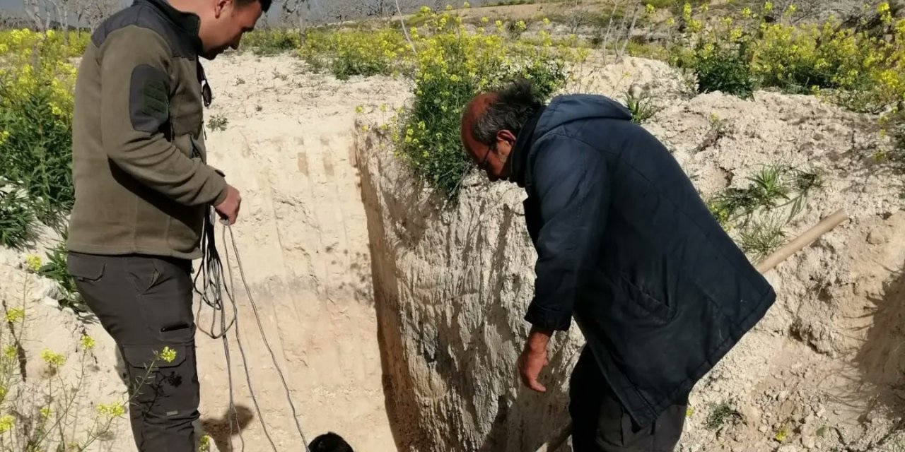 Şanlıurfa’da çukurda mahsur kalan çöl kirpisi kurtarıldı