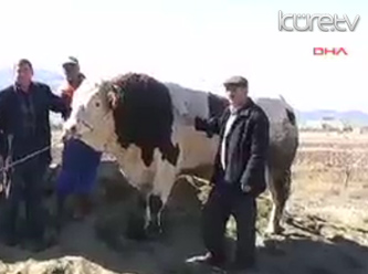 Araba fiyatında dana VİDEO
