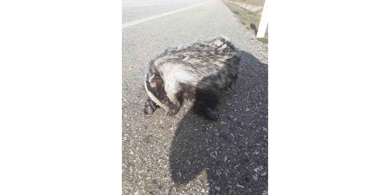 Nesli tükenme tehlikesi altındaki ’porsuk’ yol kenarında ölü bulundu