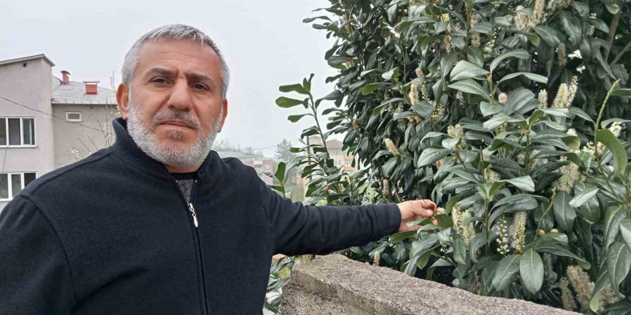 Karayemiş mevsimleri şaşırdı