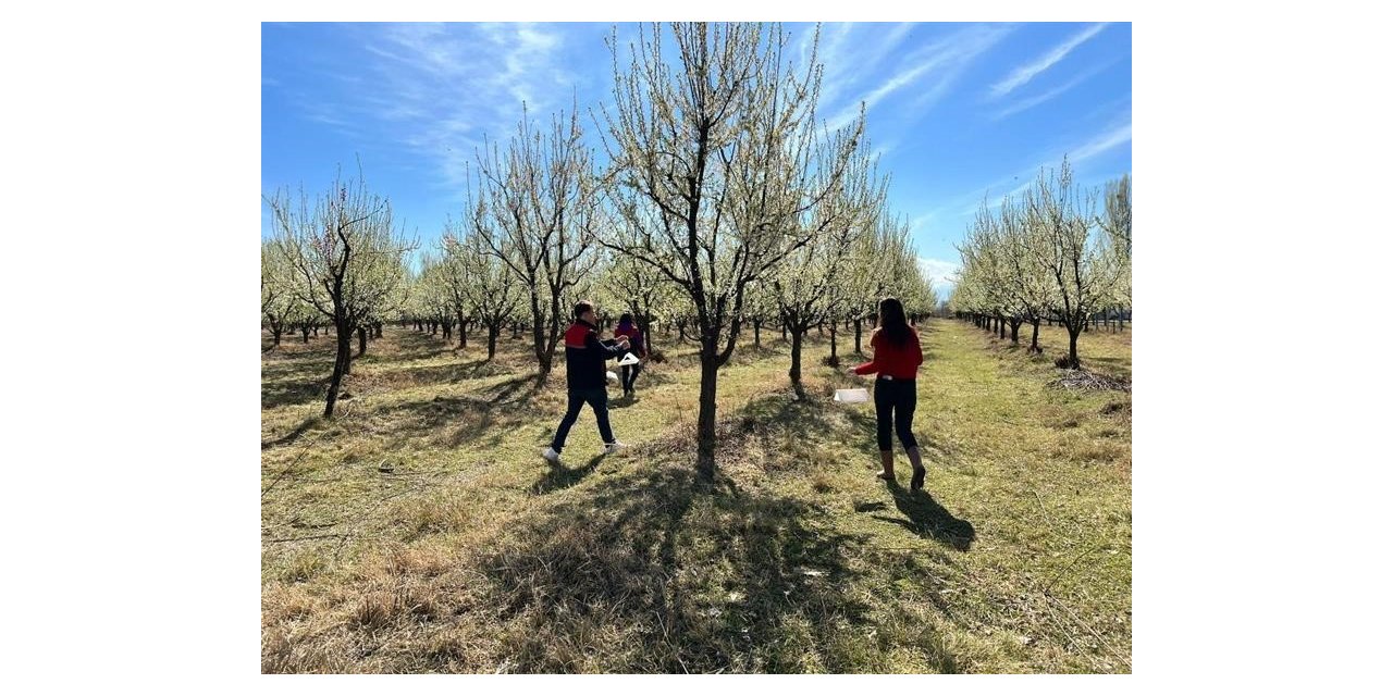 Meyve ağaçlarında zararlıların tespiti için izleme tuzakları asıldı