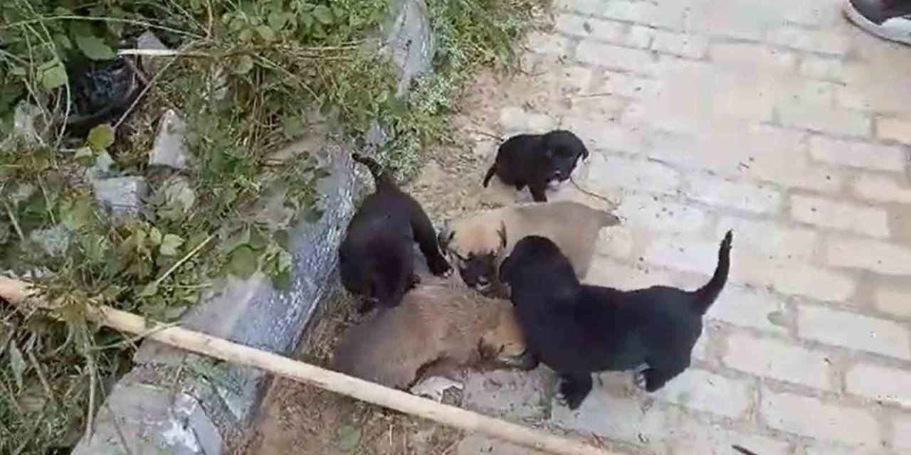 Kanalizasyon rögarında mahsur kalan yavru köpekler kurtarıldı