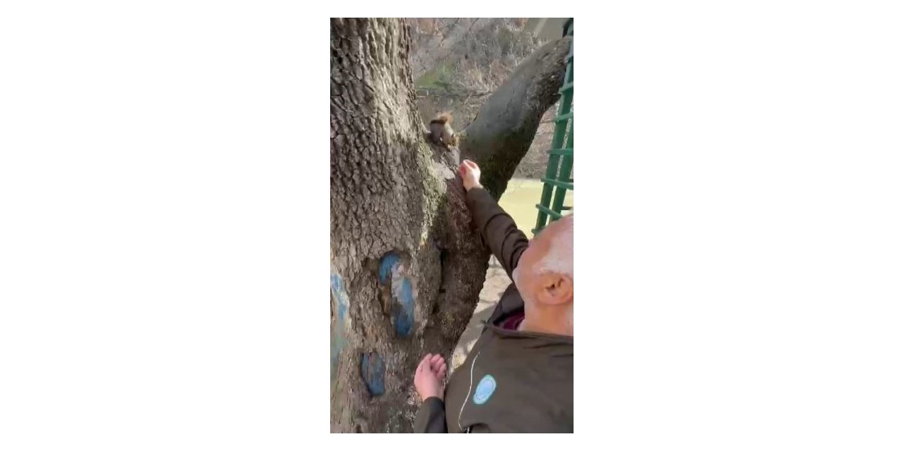 Doğa koruma görevlisi, yabani sincabı elleriyle besledi