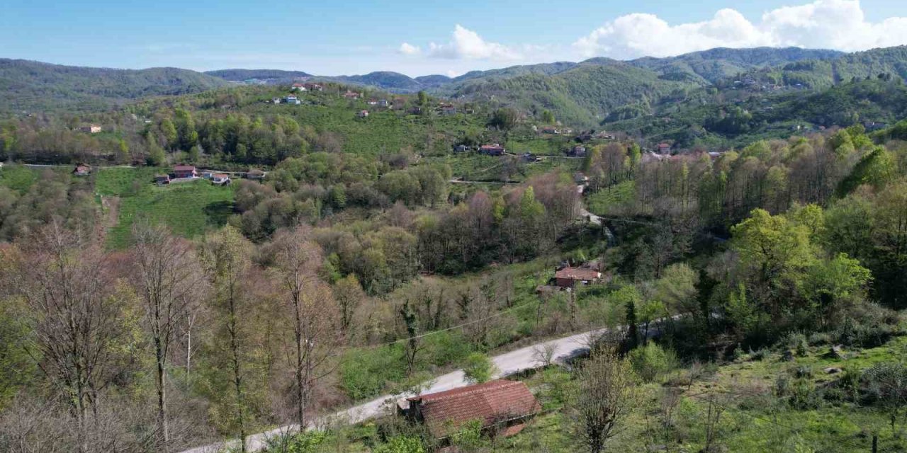 Zonguldak ormanlarında ilkbahar güzelliği havadan görüntülendi
