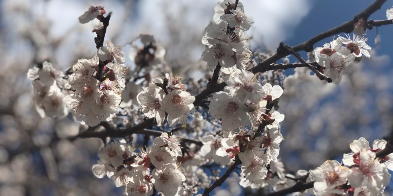 Kağızman’da kayısı ağaçları çiçek açtı
