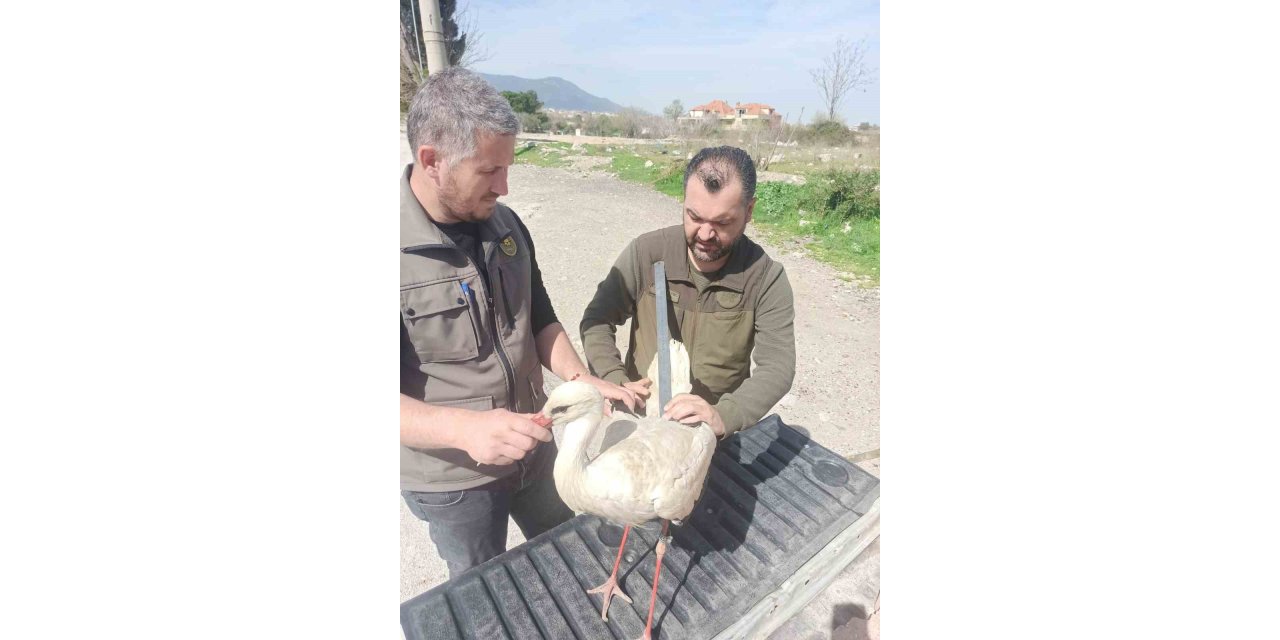 Tedavisi tamamlanan leylek özgürlüğe uçtu