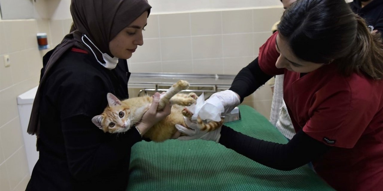 2022 yılında 24 bin 721 hayvan tedavi edildi