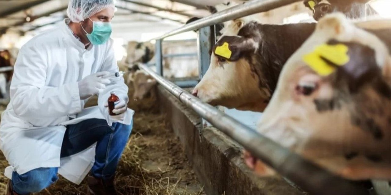 Şap hastalığı, solunum ve temas yoluyla insanlara bulaşıyor