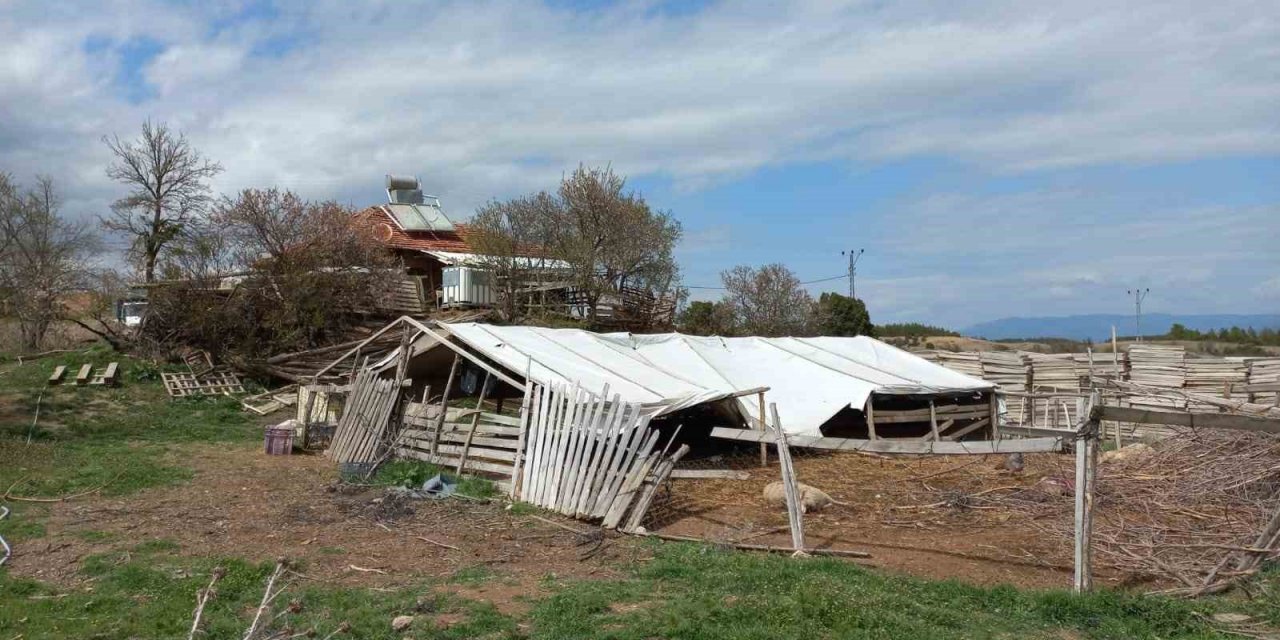 Ahıra giren kurtlar koyunları telef etti