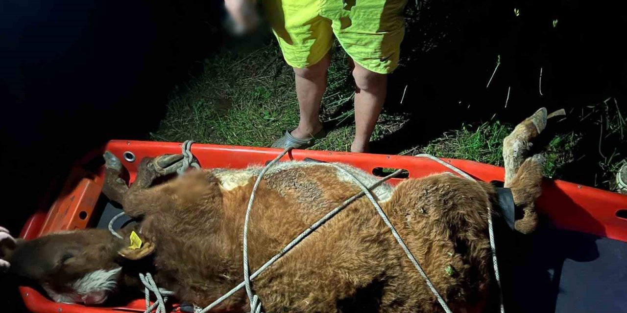 Aydın’da itfaiye ekiplerinden büyükbaş hayvan kurtarma operasyonu