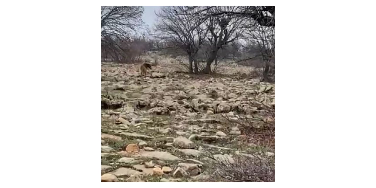 Tunceli’de boz ayı görüntülendi