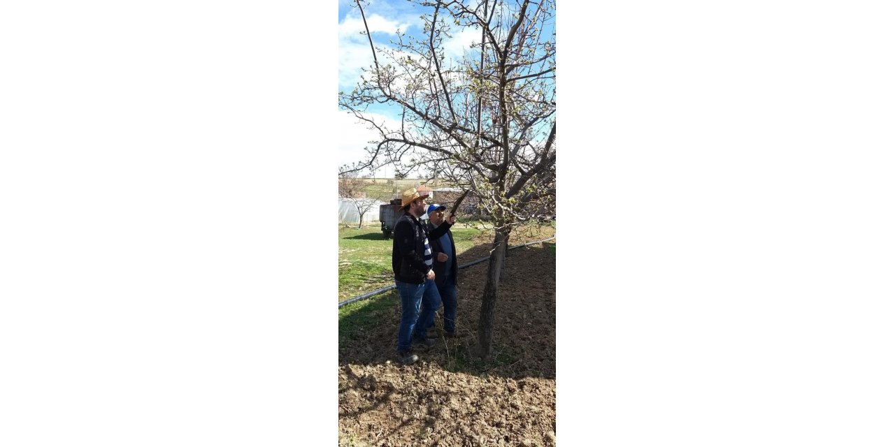 Dazkırı ve Kızılören’de ağaçlarda zararlı kontrolleri ve budama eğitimi yapıldı