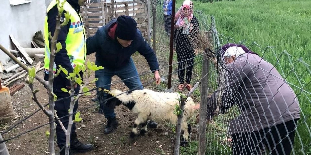 Sahibinin kaybettiği 3 koyunu, jandarma buldu