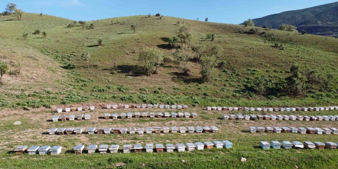 Siirt’te 235 arıcıya kovan dağıtılacak