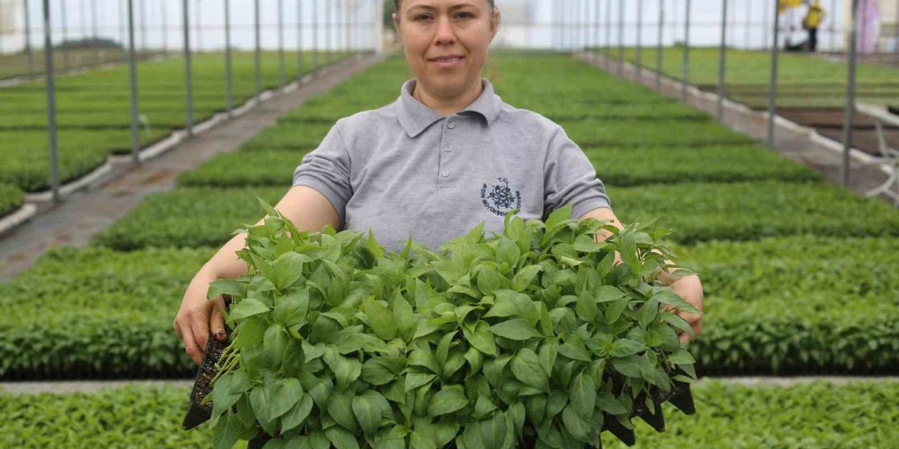 Aydın Büyükşehir Belediyesi ata tohumlarından fideleri vatandaşlarla buluşturuyor