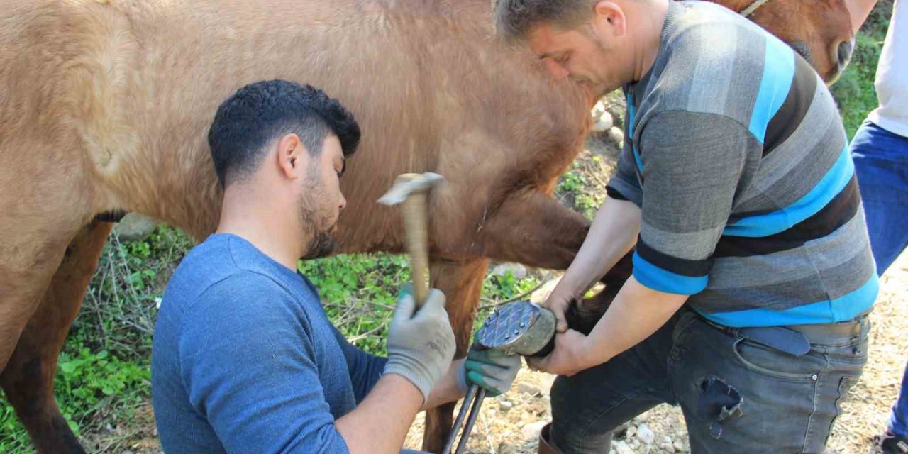 Aydın’da nisan yağışlarıyla sarp arazilerin tavı geldi, çifte koşulan atlar bakıma alındı