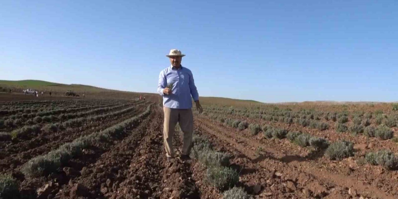 Siirt’te yağışlar çiftçinin yüzünü güldürdü: Ürünlerde rekolte kırılması bekleniyor